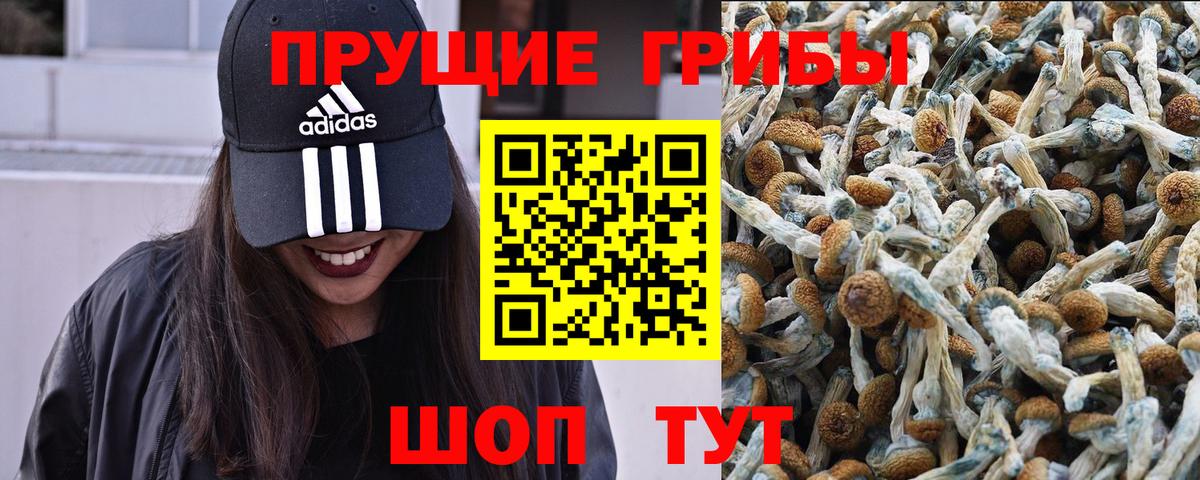 Южноуральск  Псилоцибиновые грибы Cubensis  Вход с VPN 